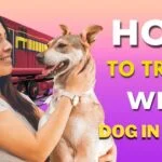 how to travel with dog in train